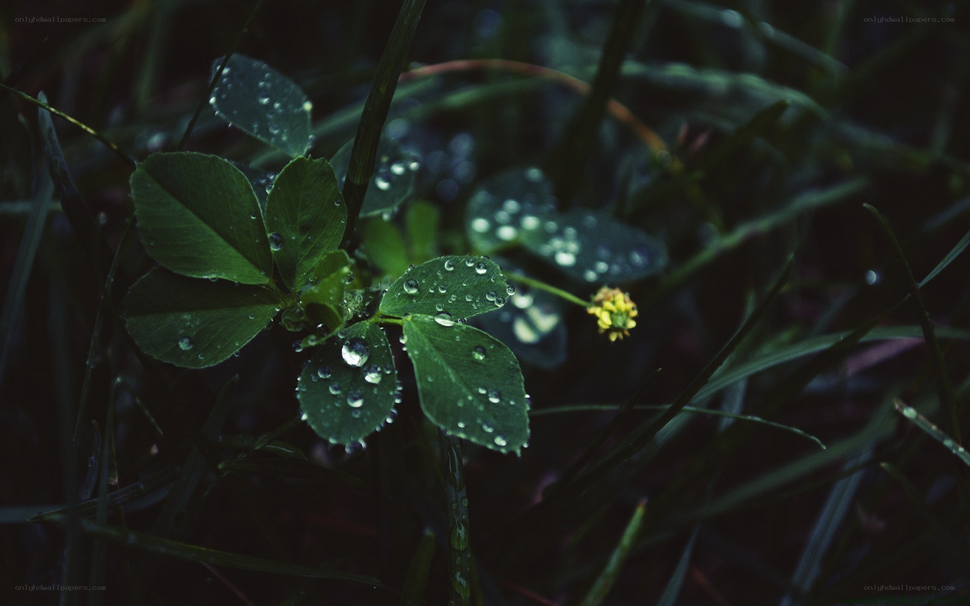 dew on green leaves