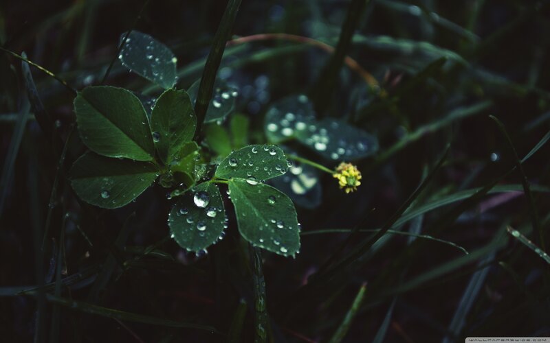 dew on green leaves