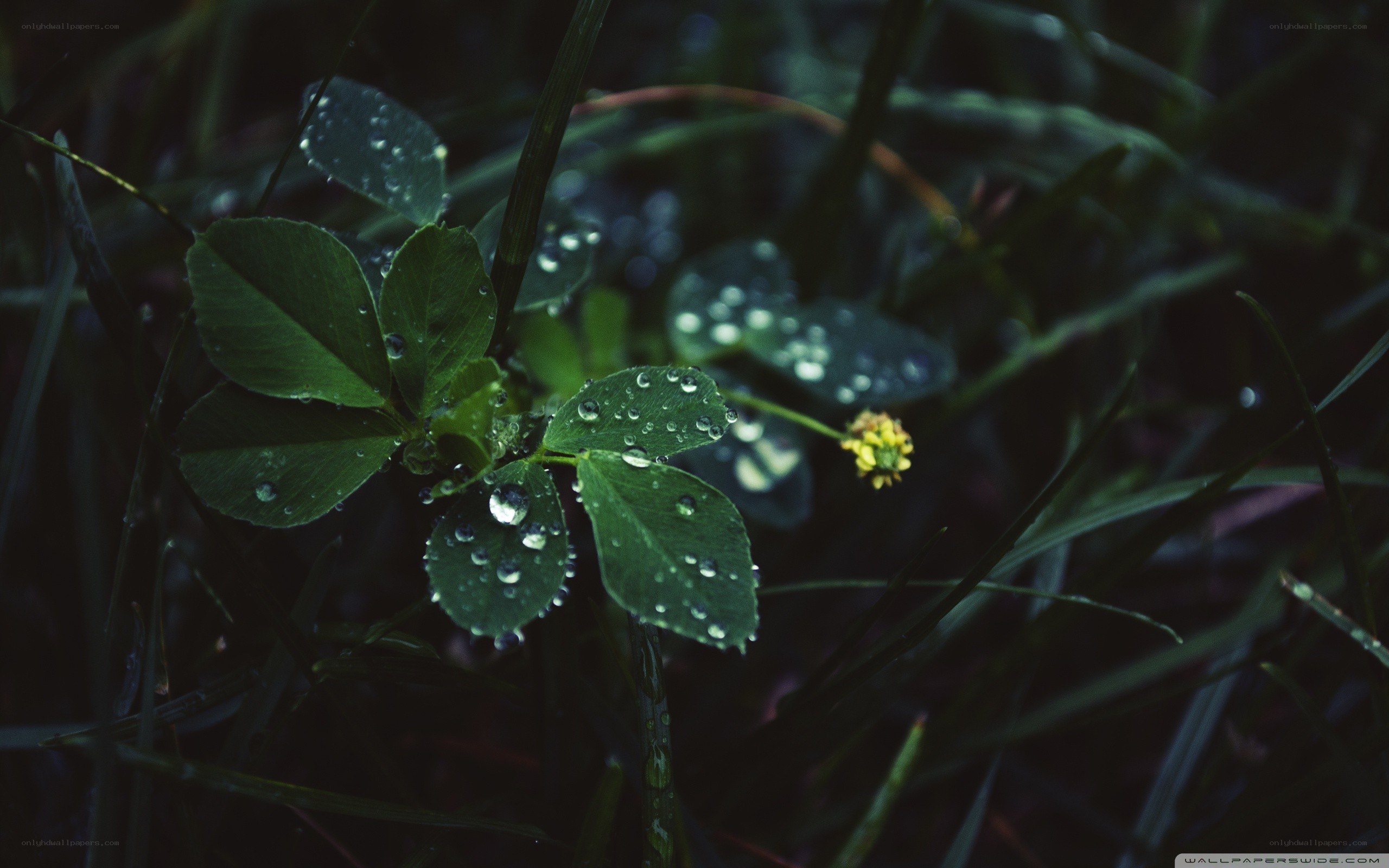 dew on green leaves