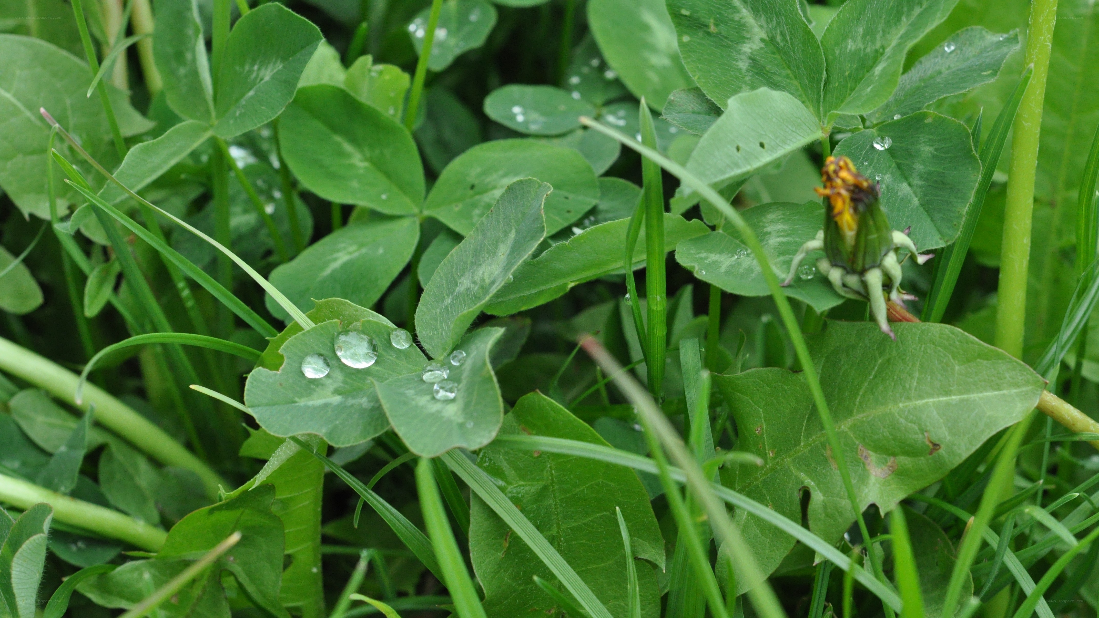 Dew on green leaves