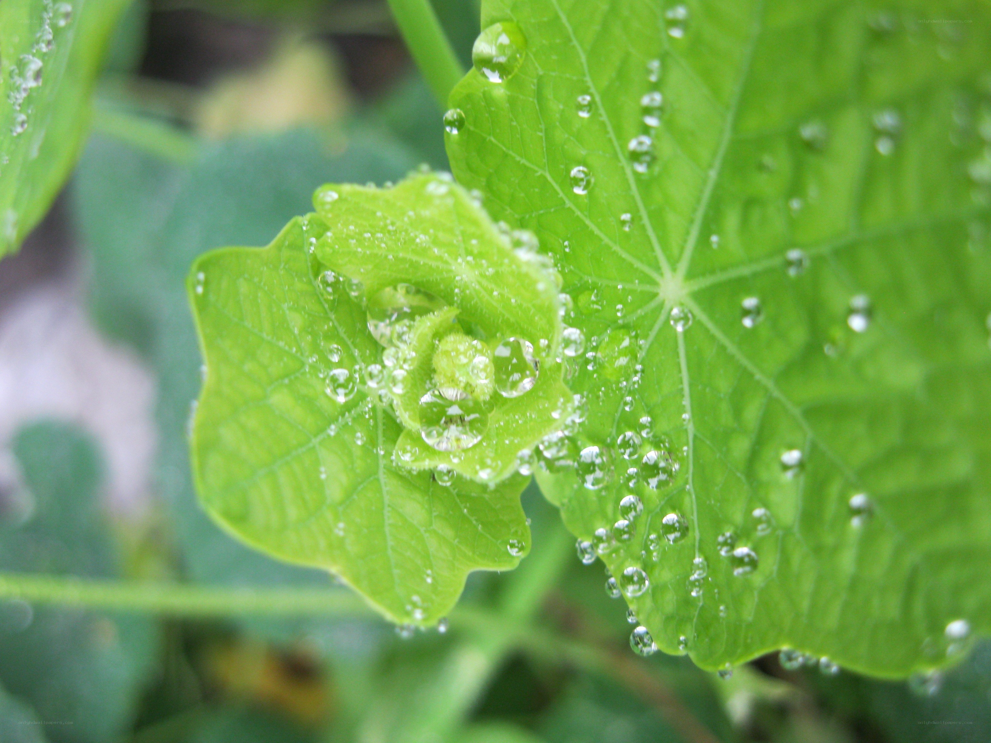 Dew on green leaves
