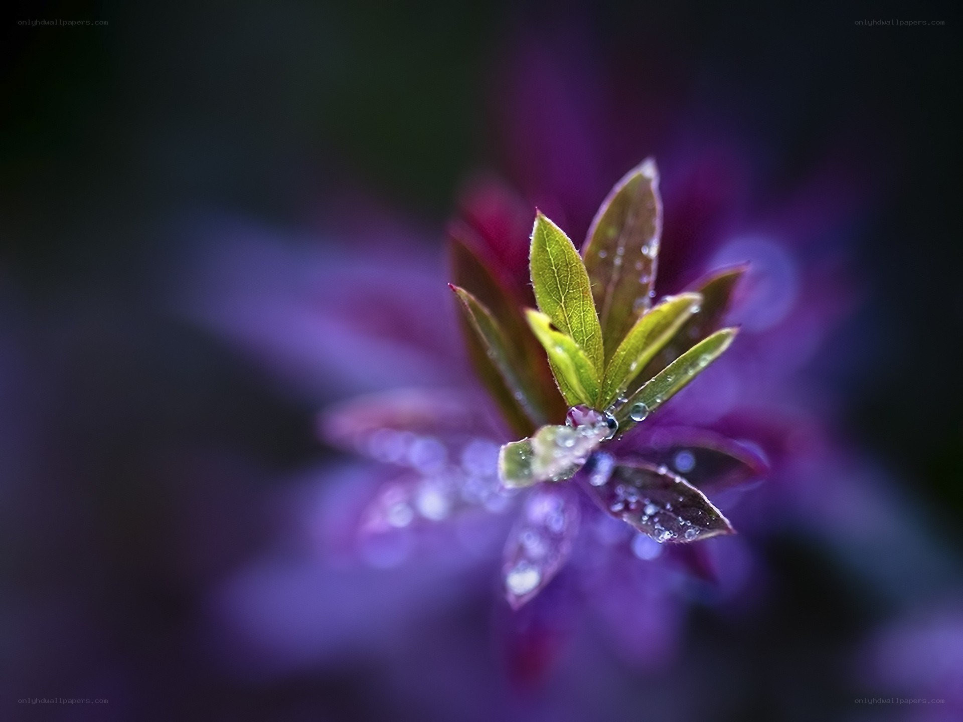 dew on green leaves