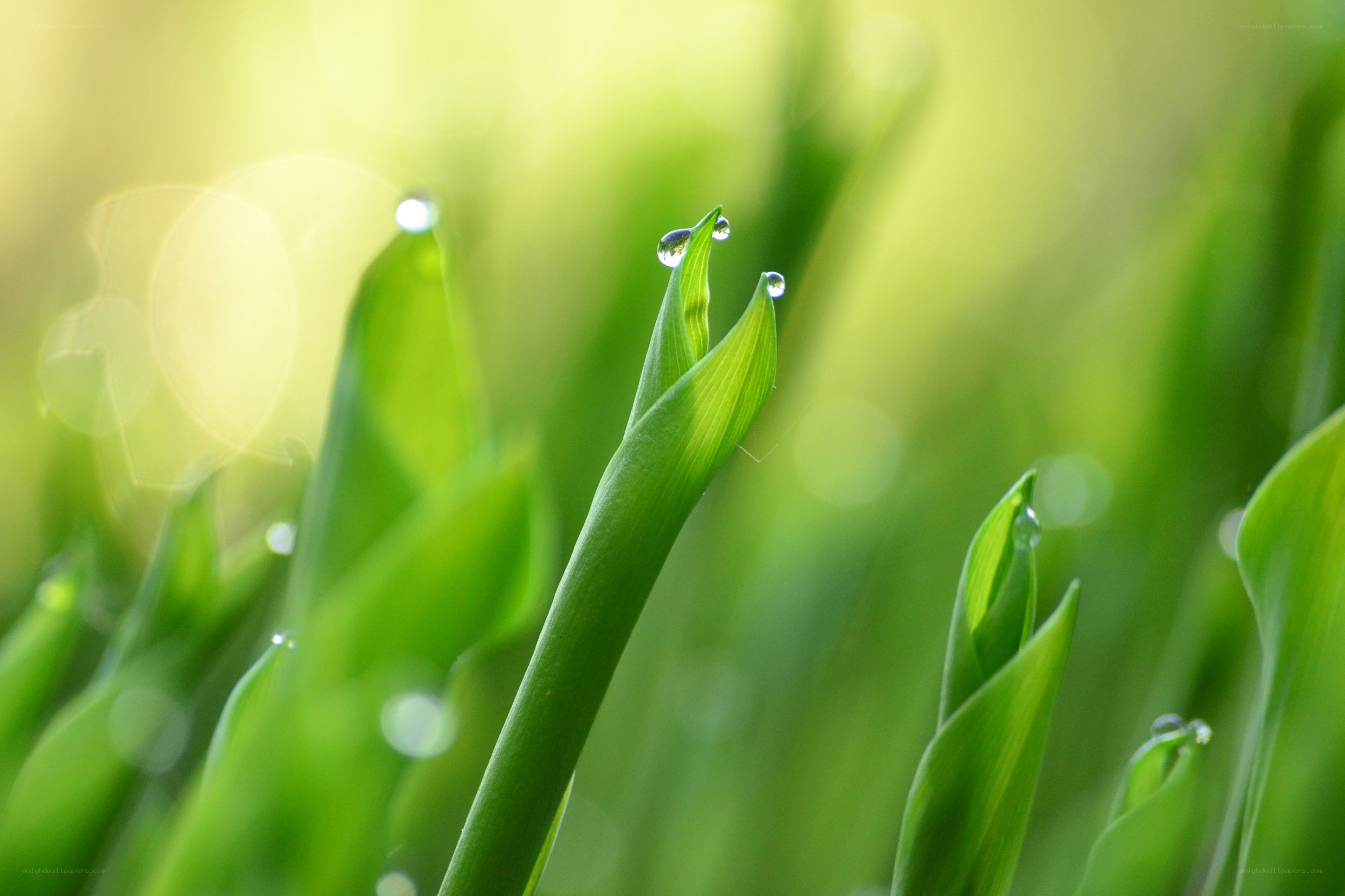 Dew on green leaves
