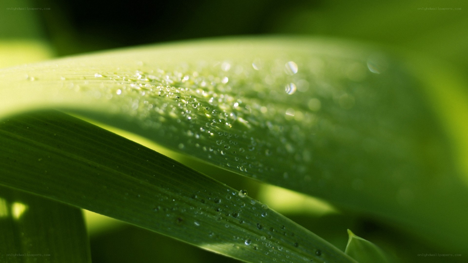 Dew on green leaves