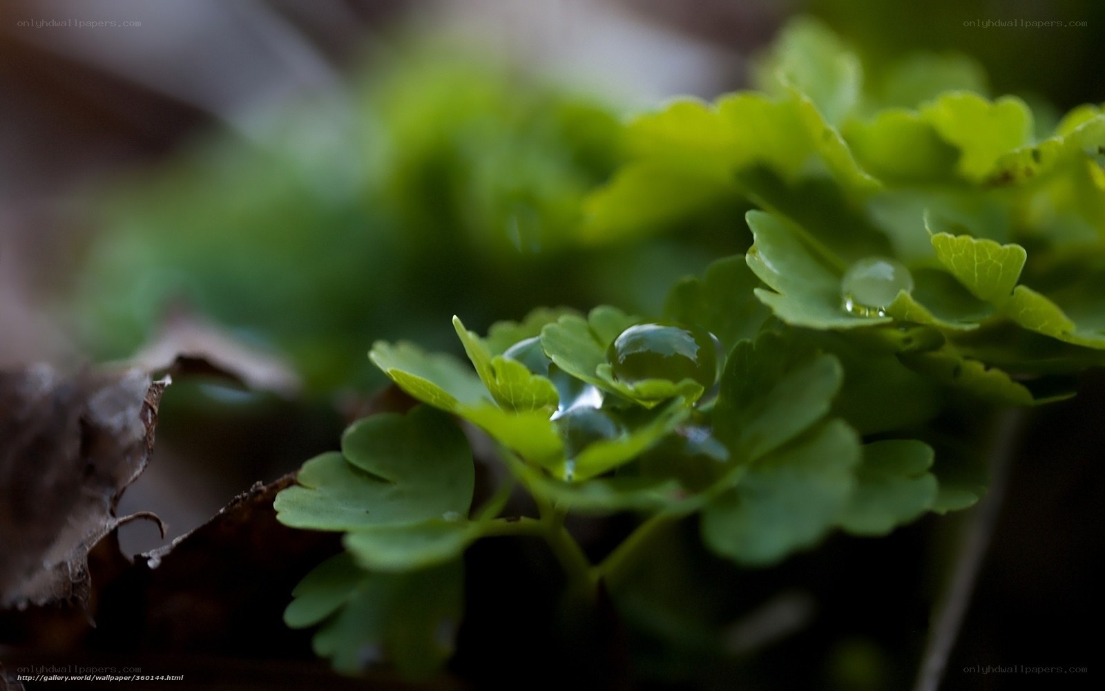 Dew on green leaves
