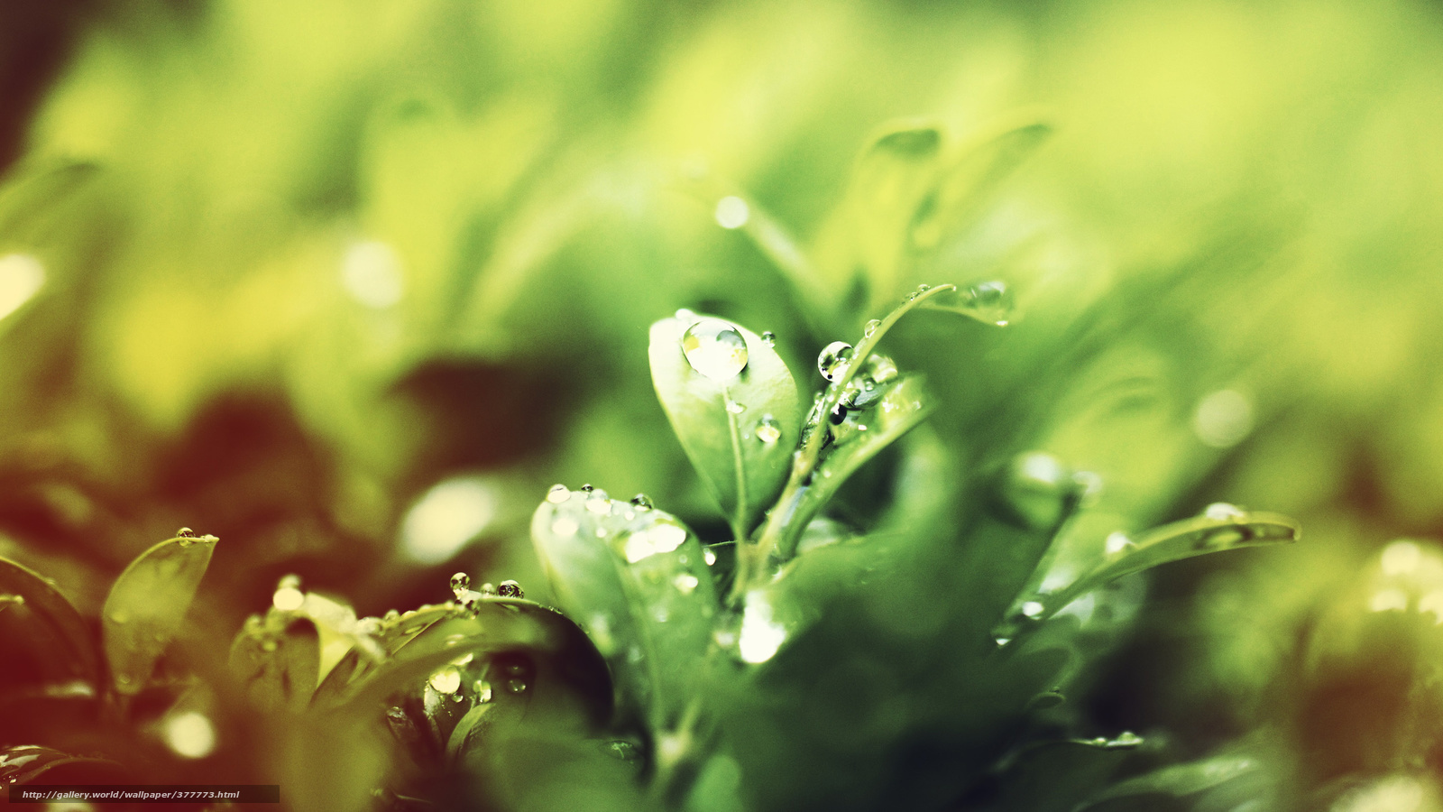 Dew on green leaves
