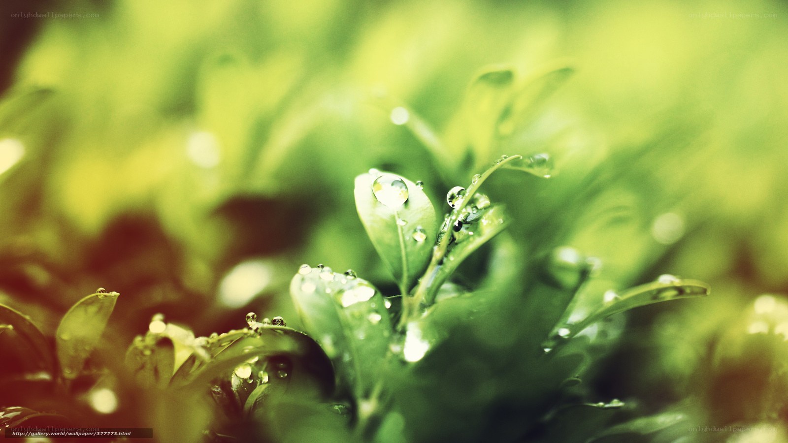 Dew on green leaves