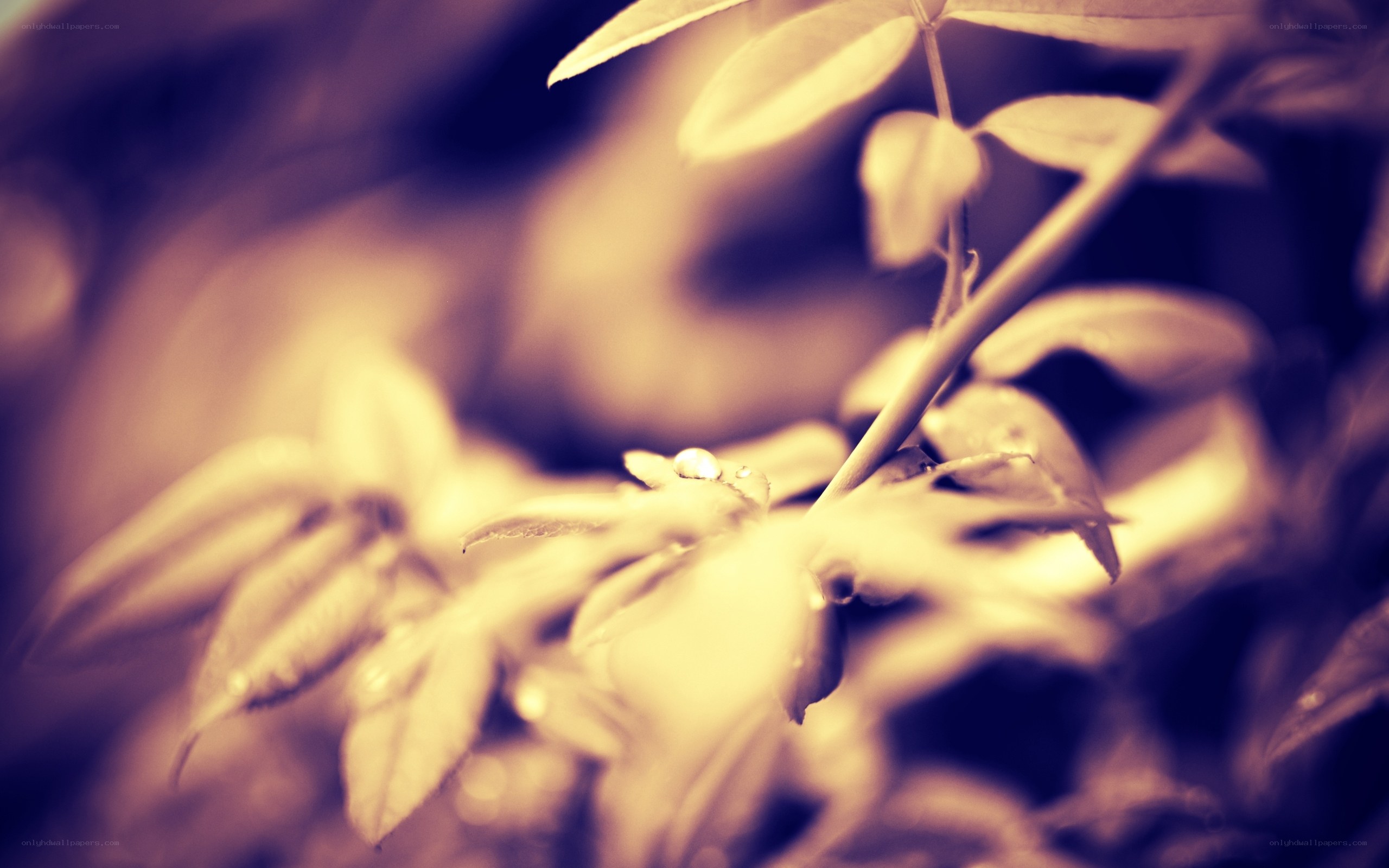 dew on green leaves