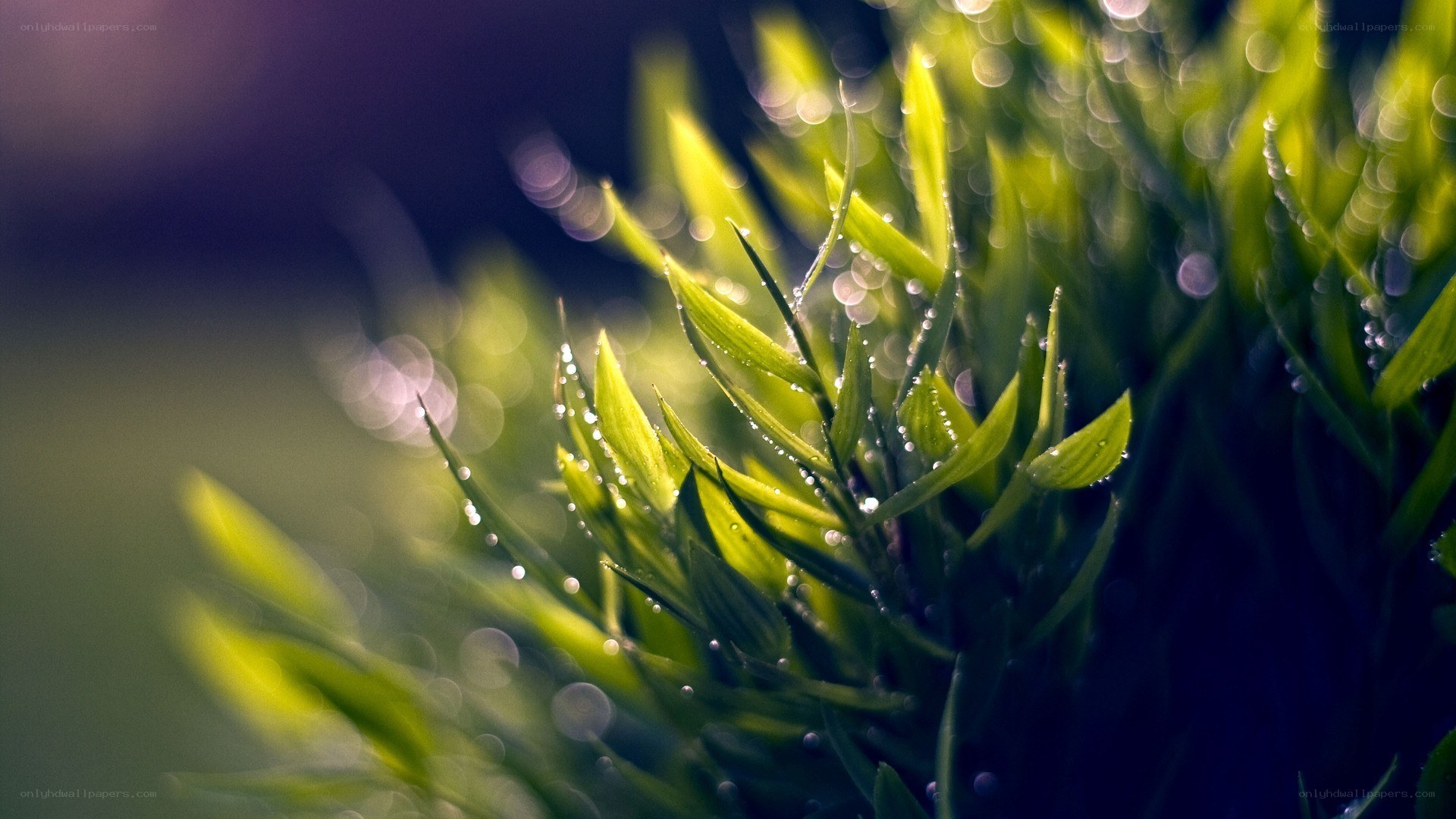Dew on green leaves