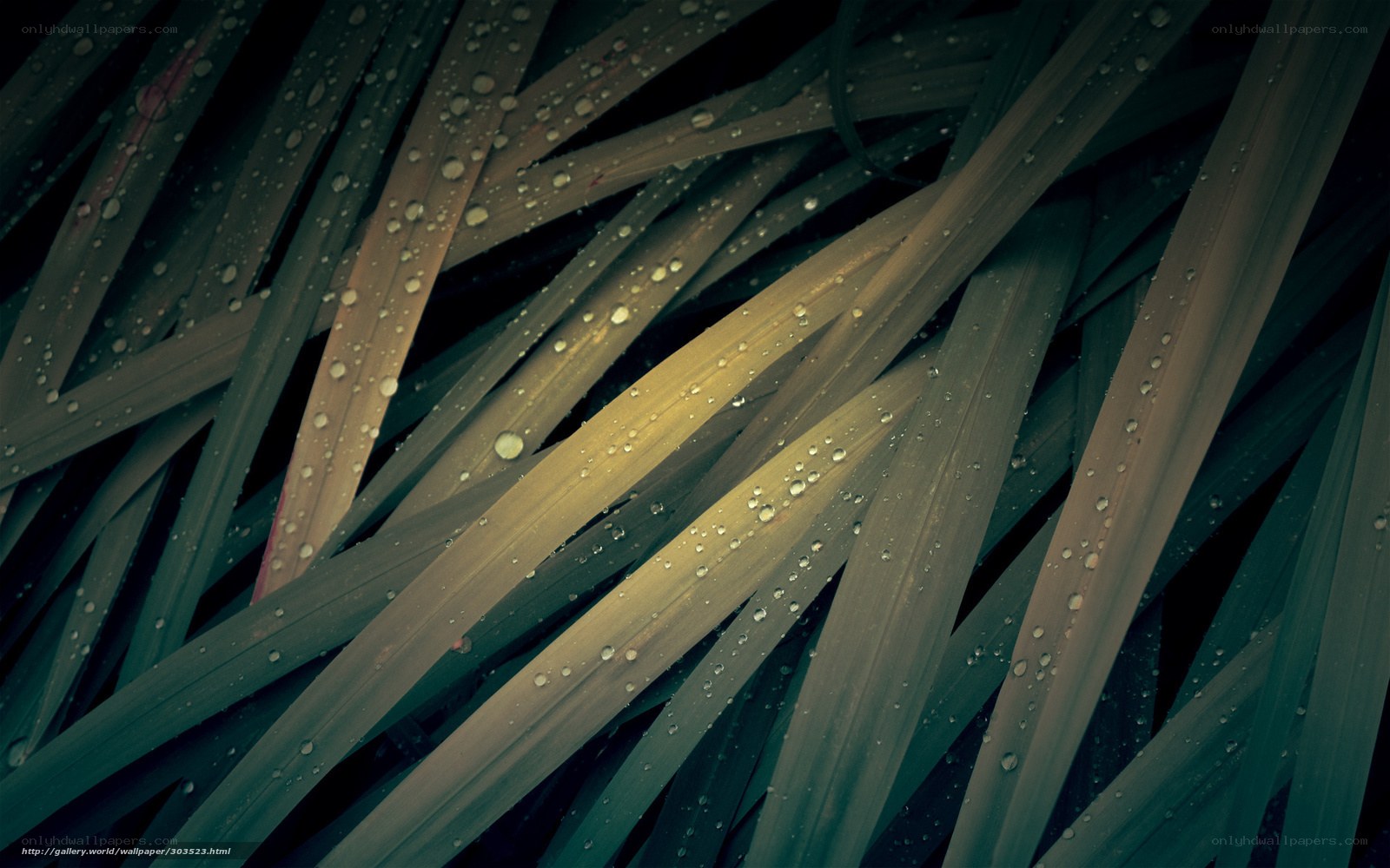 Dew on green leaves