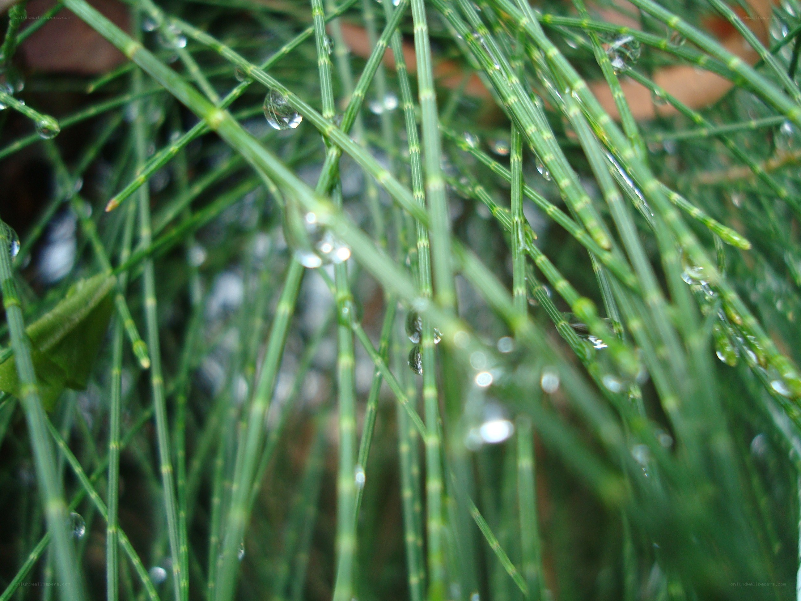 Dew on green plant stems