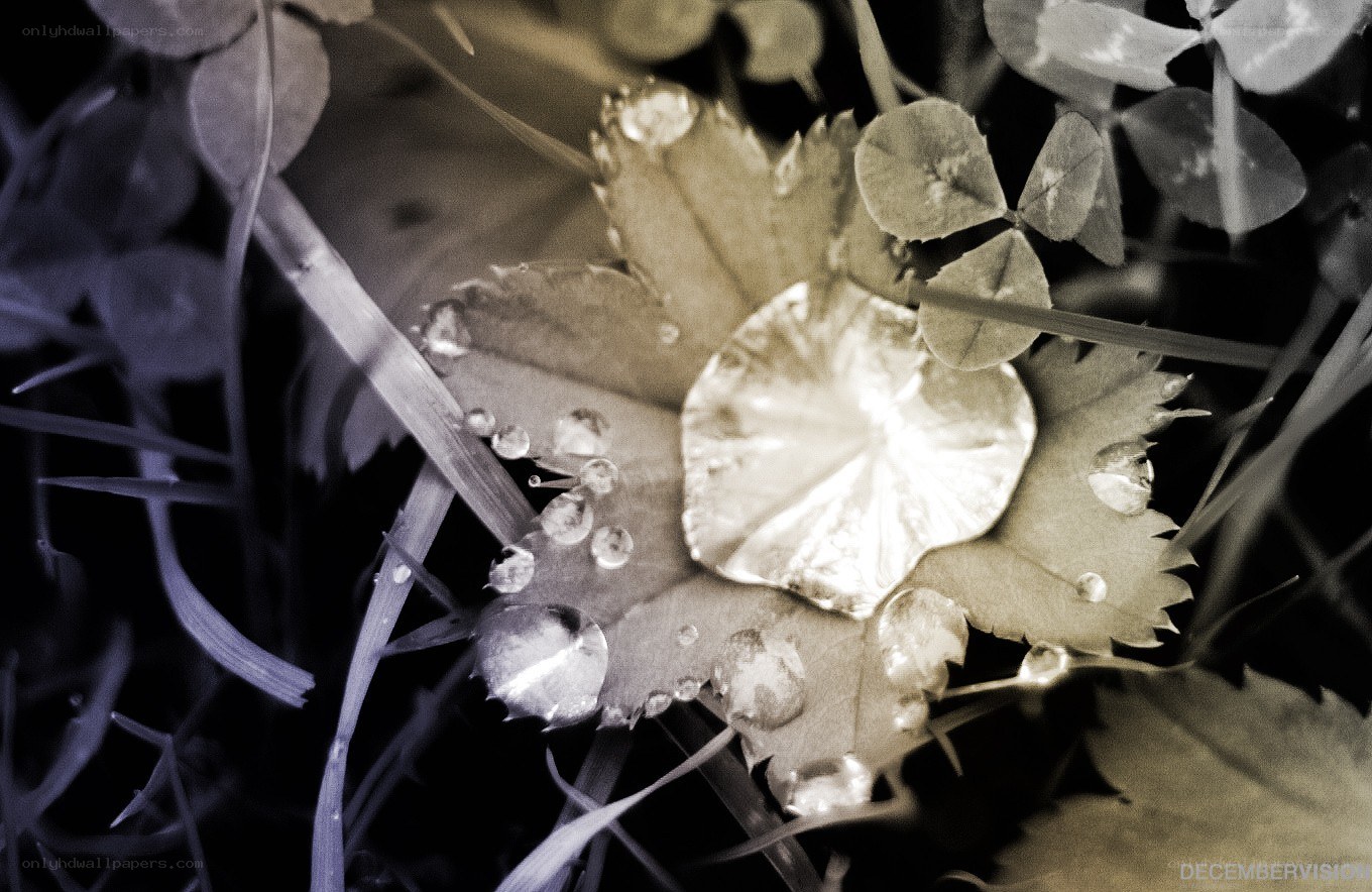 Dew on leaves in sepia