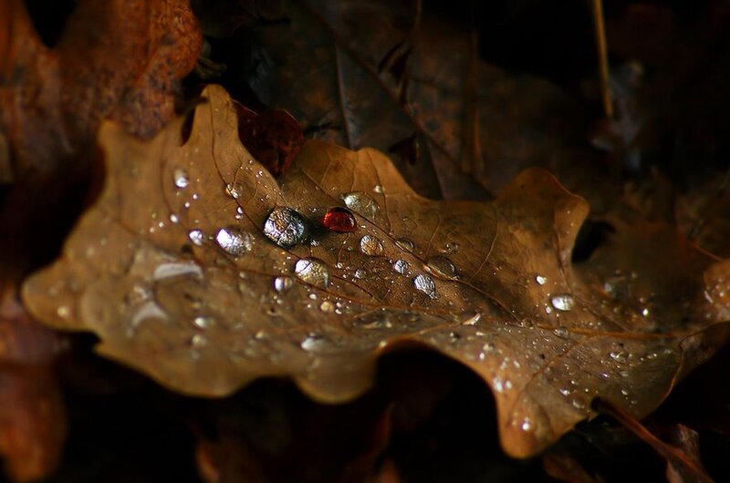 Dew on Oak Leaf