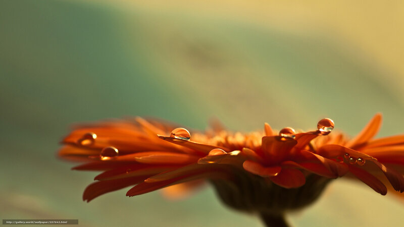 dew on orange flower