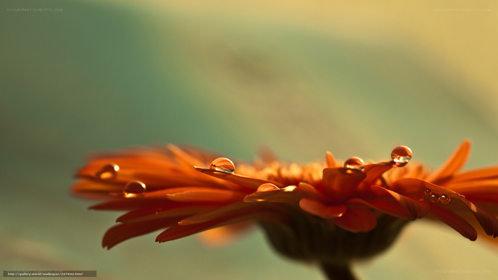 dew on orange flower