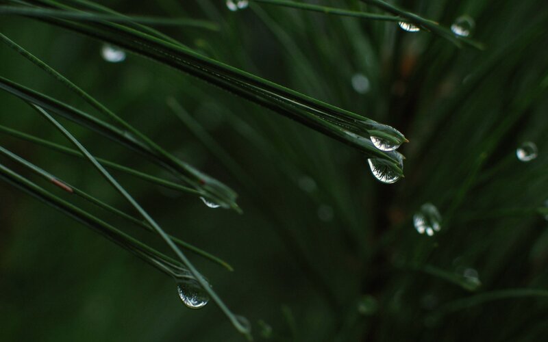 Dew on pine needles