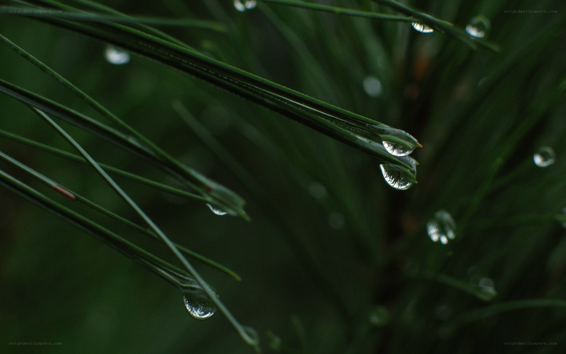 Dew on pine needles