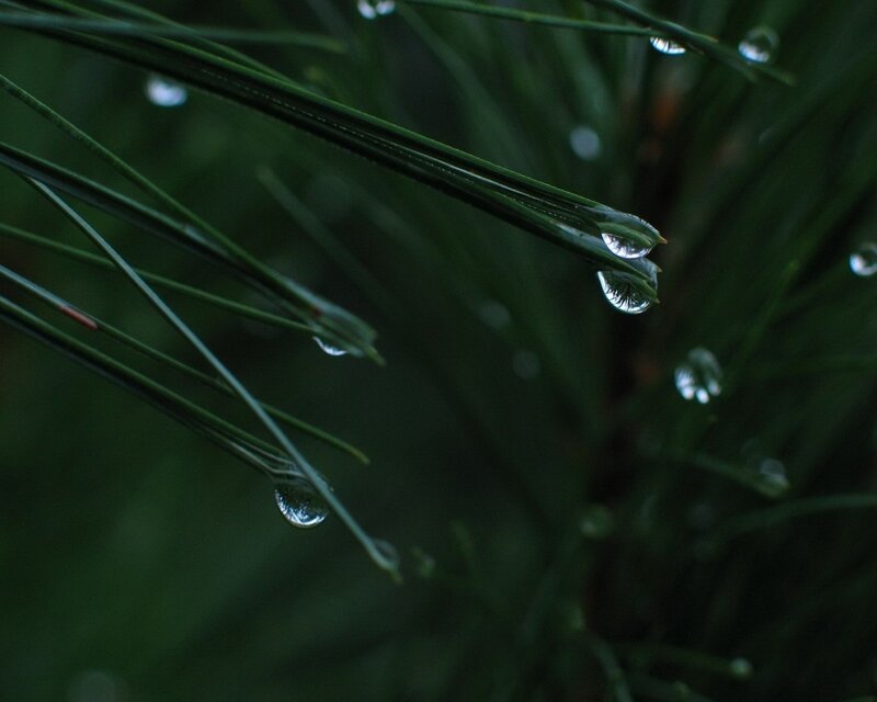 Dew on pine needles
