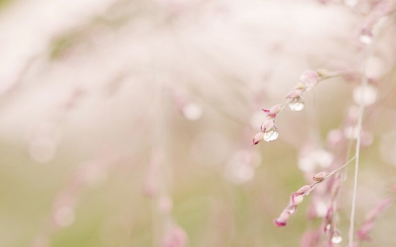 dew on pink flowers