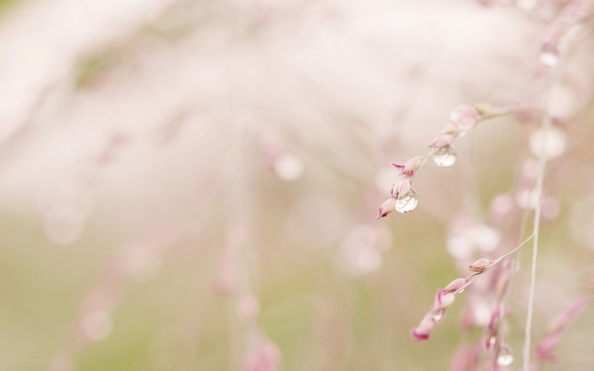 dew on pink flowers