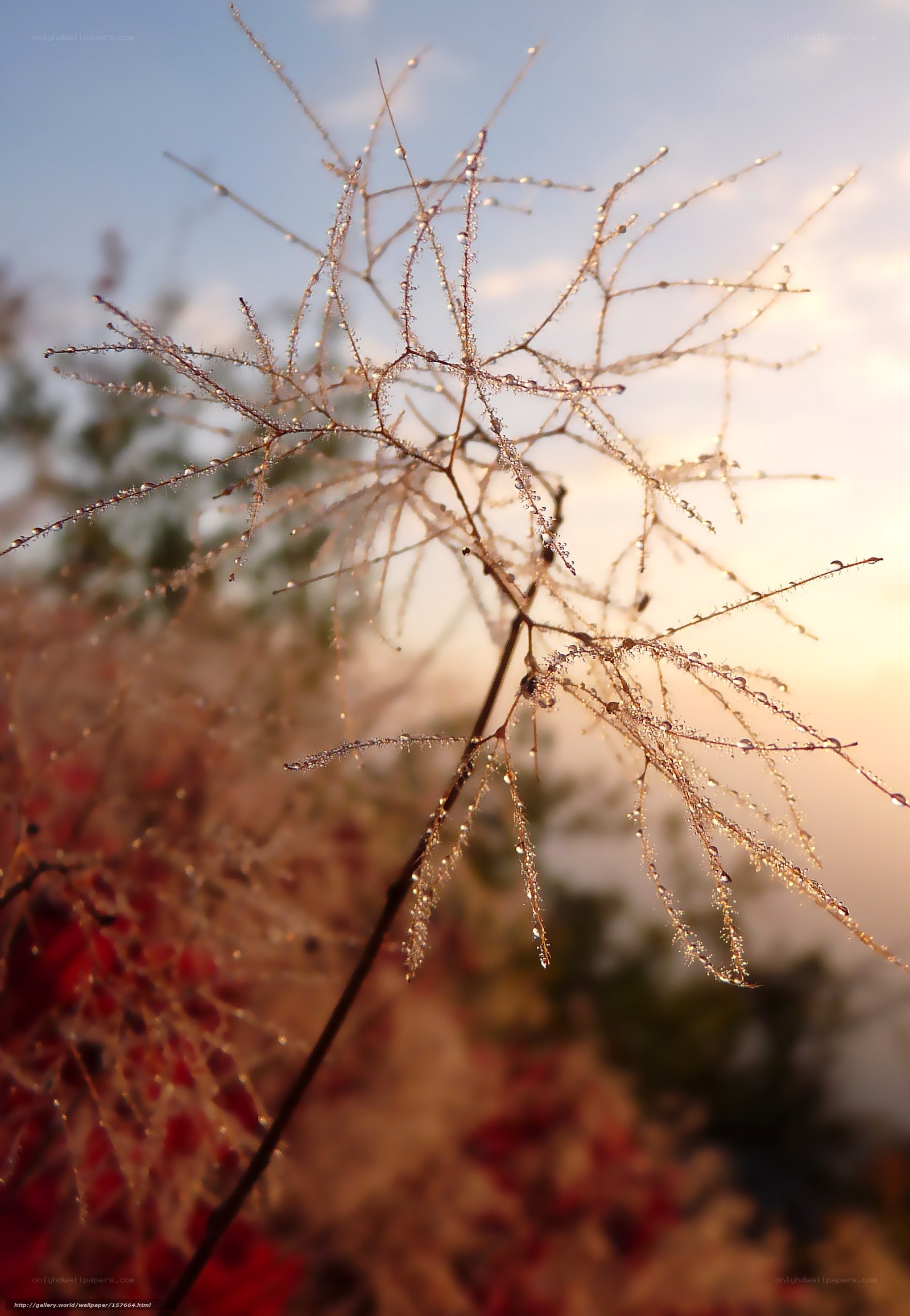 Dew on plant stems at sunrise