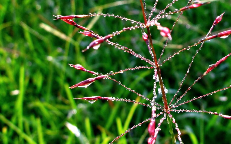 Dew on red grass stems