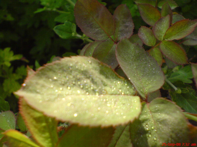 dew on rose leaves
