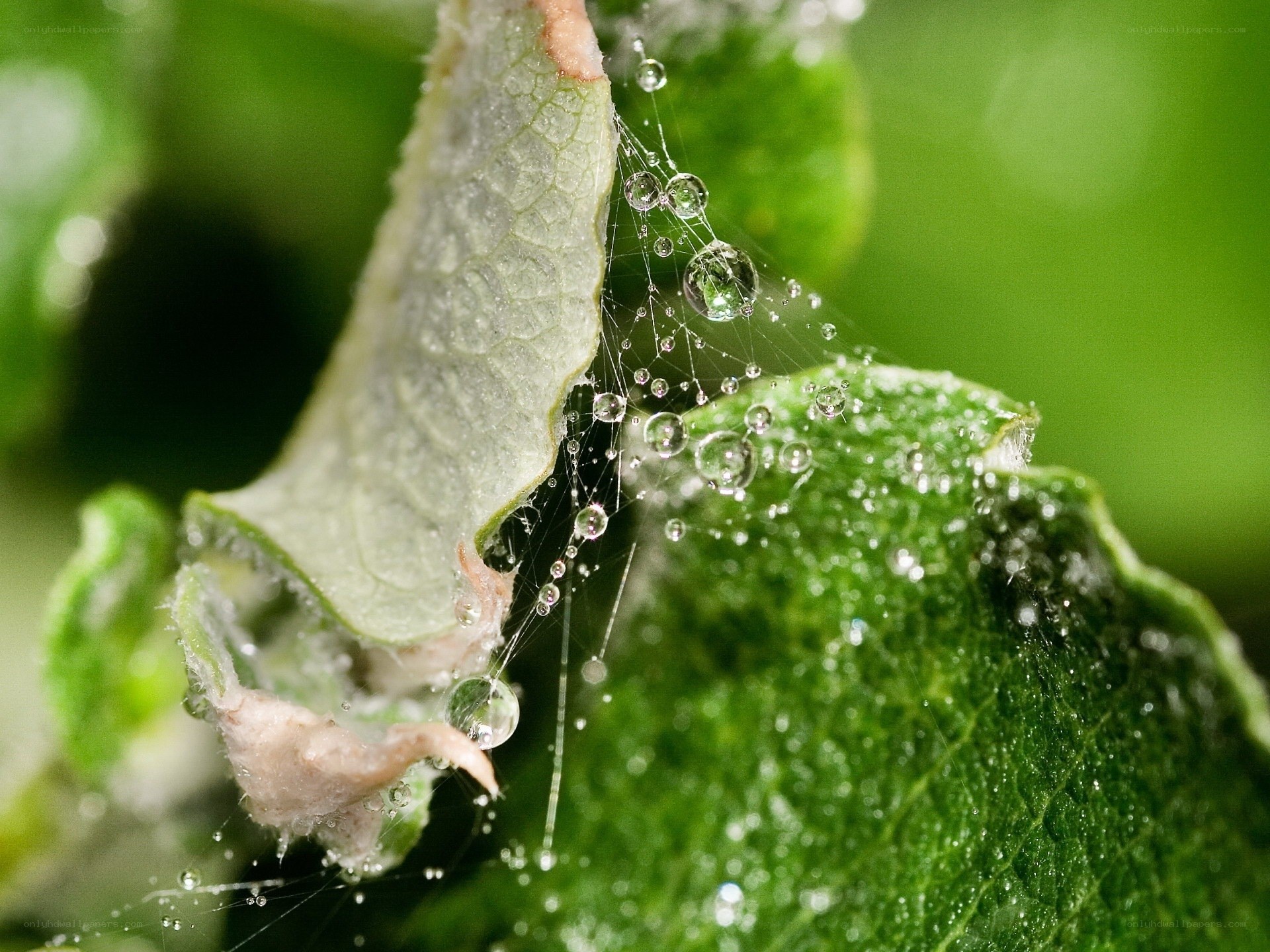 Dew on spider web