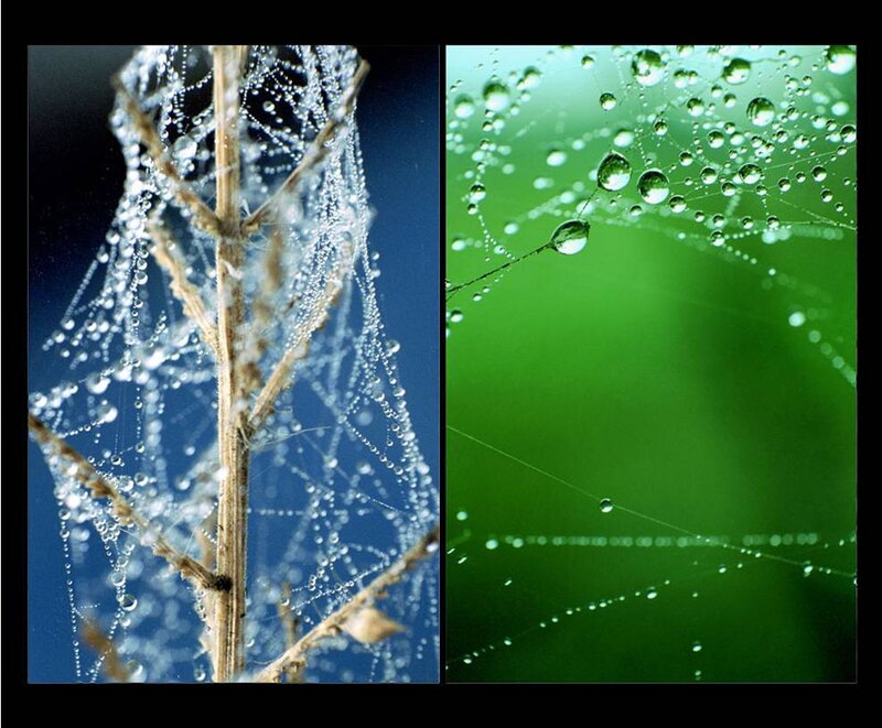 Dew on spiderwebs
