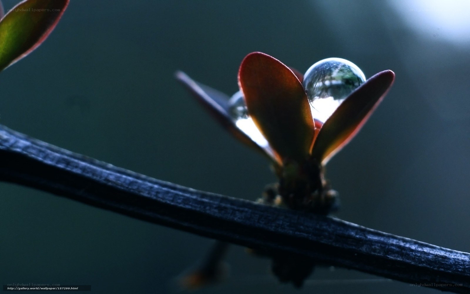 Dewdrop on a budding leaf