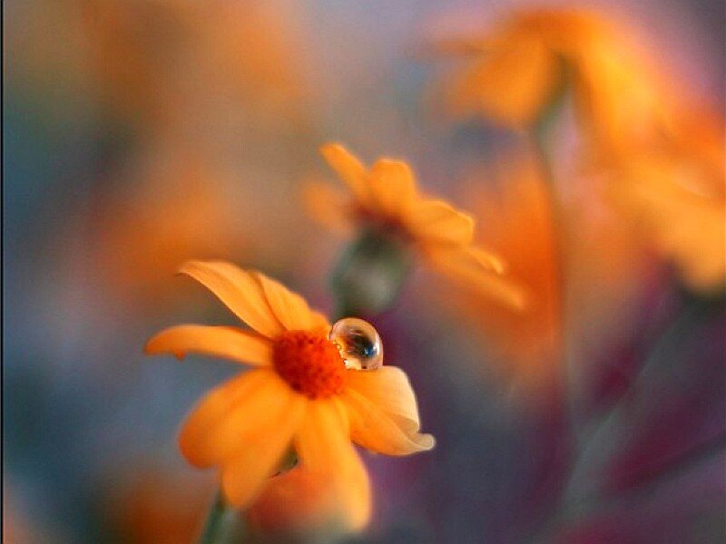 Dewdrop on a yellow flower