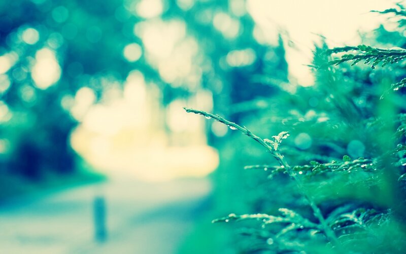 dewy branch in forest