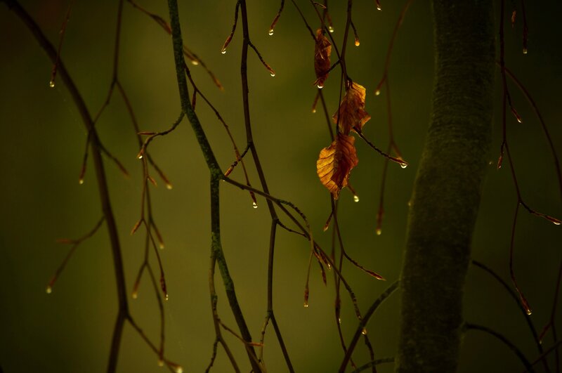 Dewy branches in autumn light