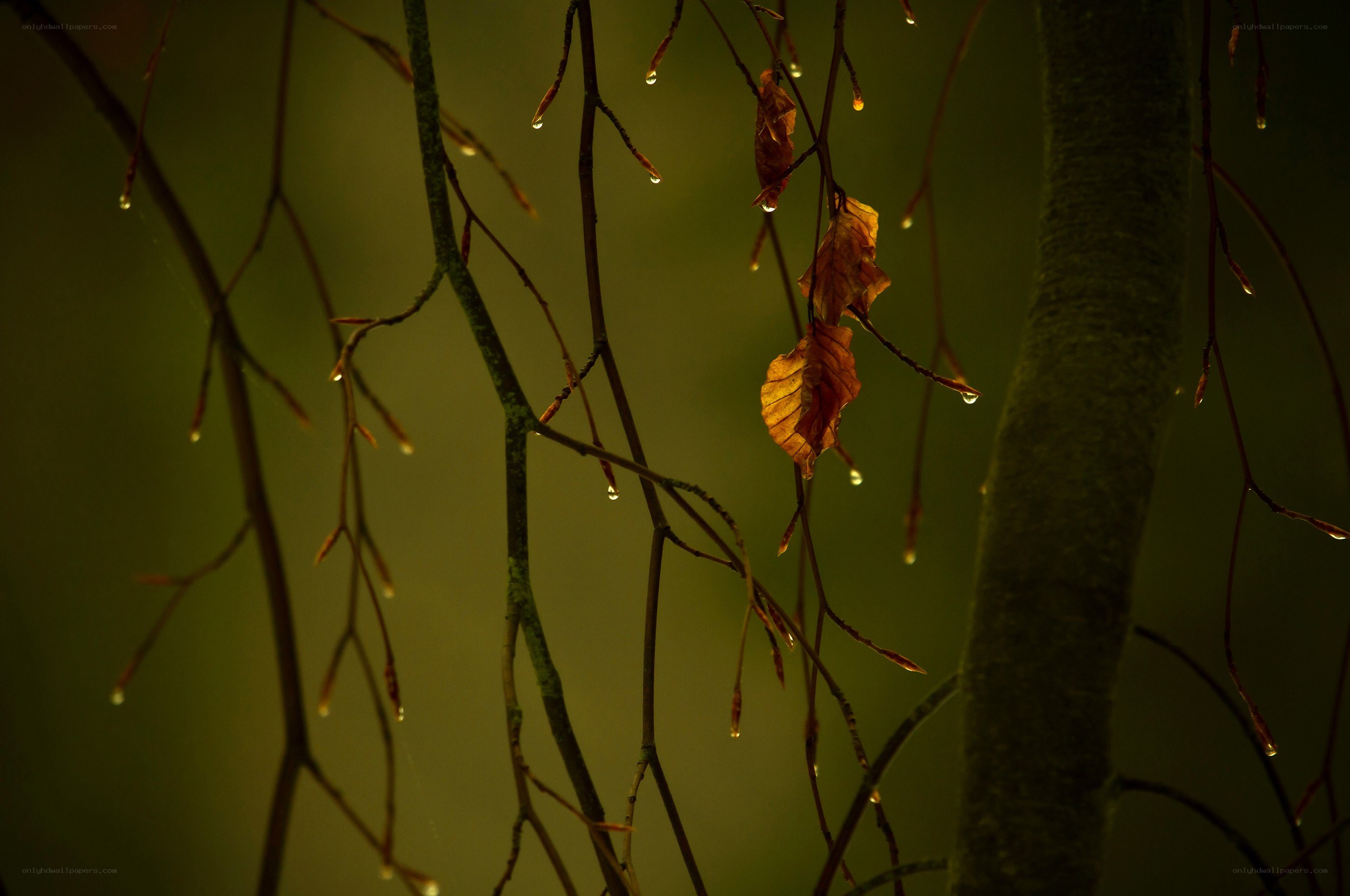 Dewy branches in autumn light