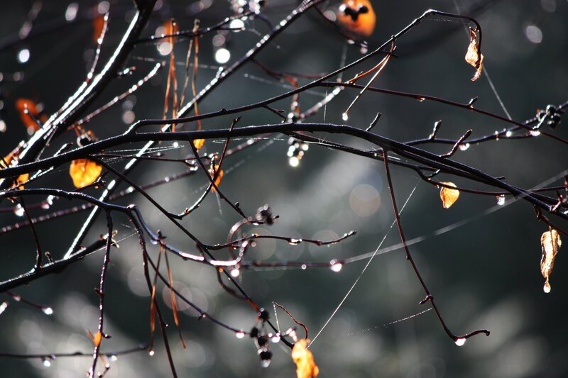 Dewy branches in morning light