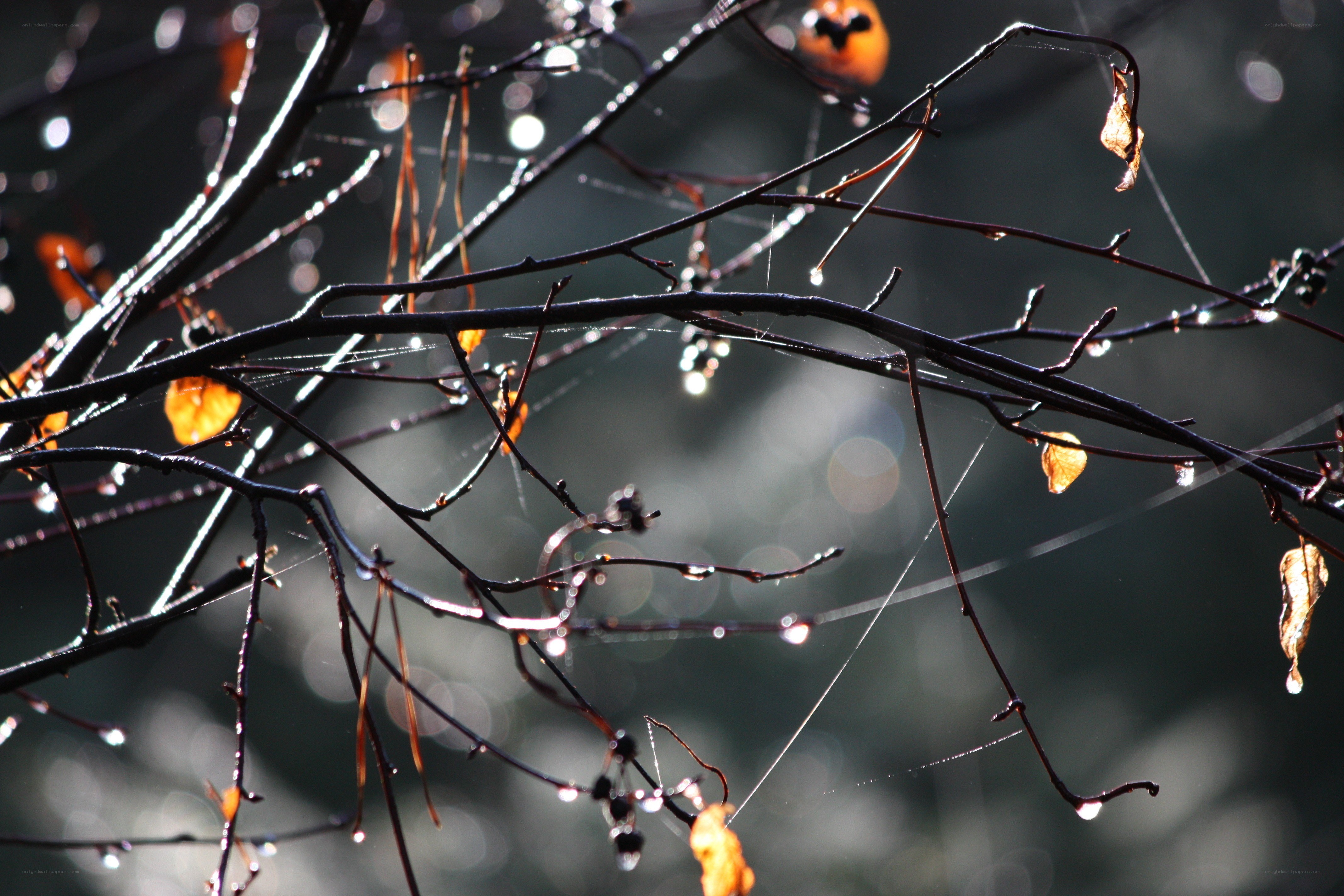 Dewy branches in morning light