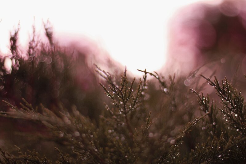 dewy branches in soft light