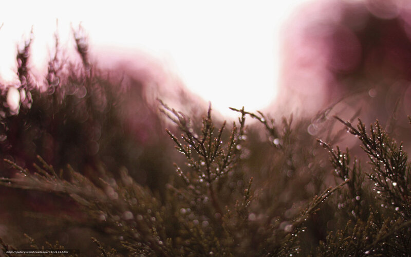Dewy branches in soft light