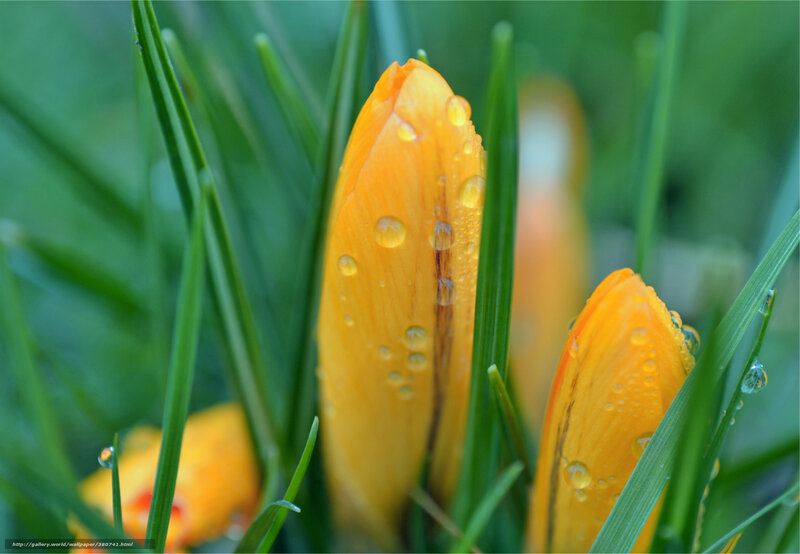Dewy crocus buds in grass