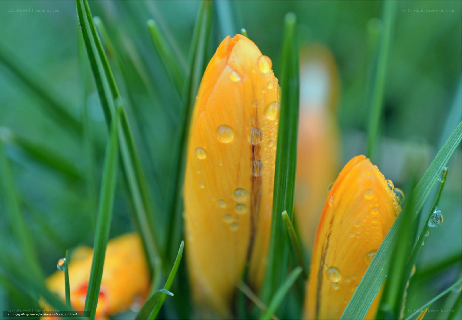 Dewy crocus buds in grass