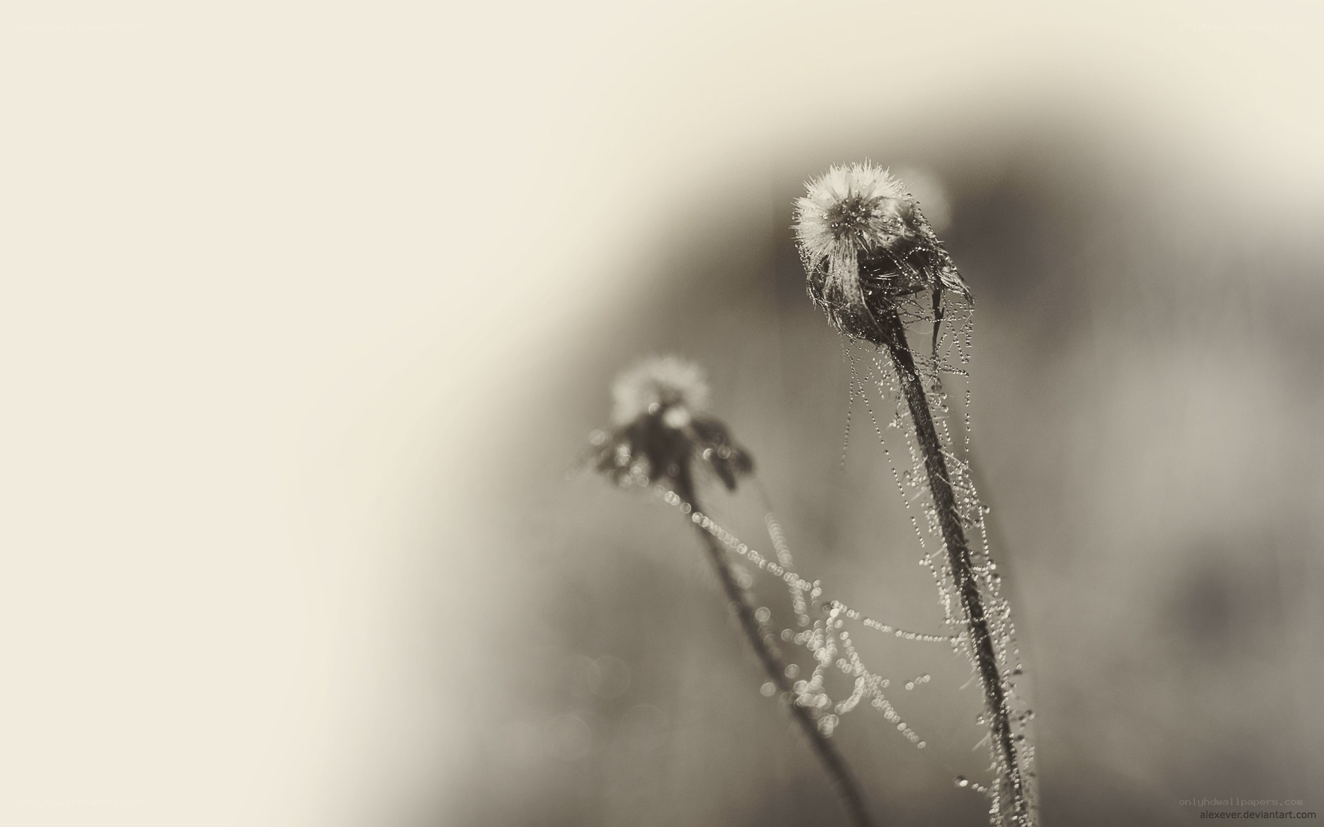 Dewy dandelion seeds