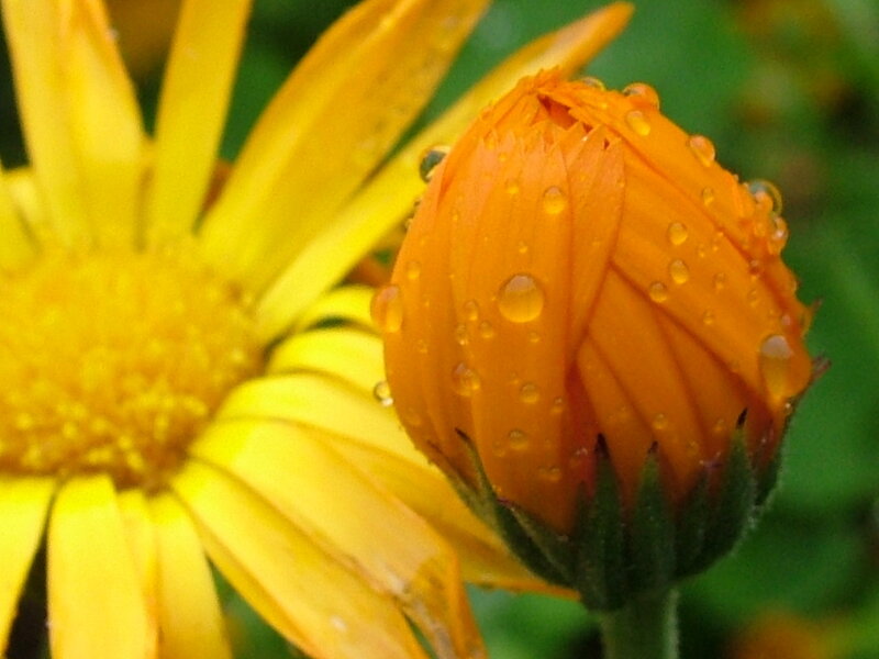 Dewy flower buds in sunlight