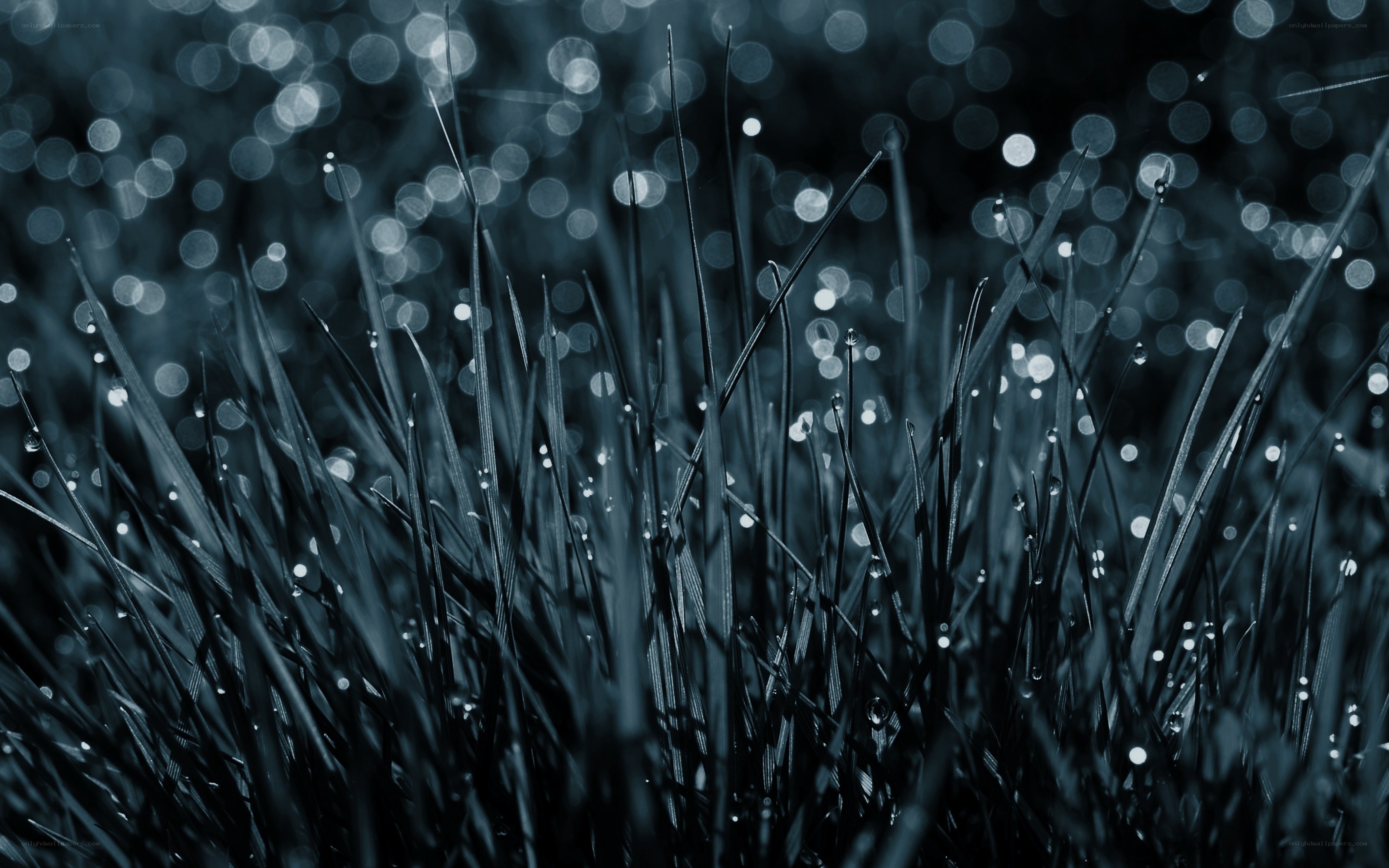 Dewy grass at dawn