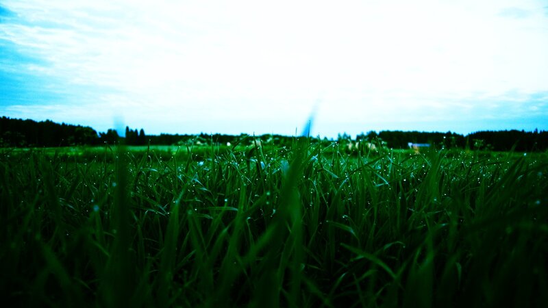 Dewy grass at dawn