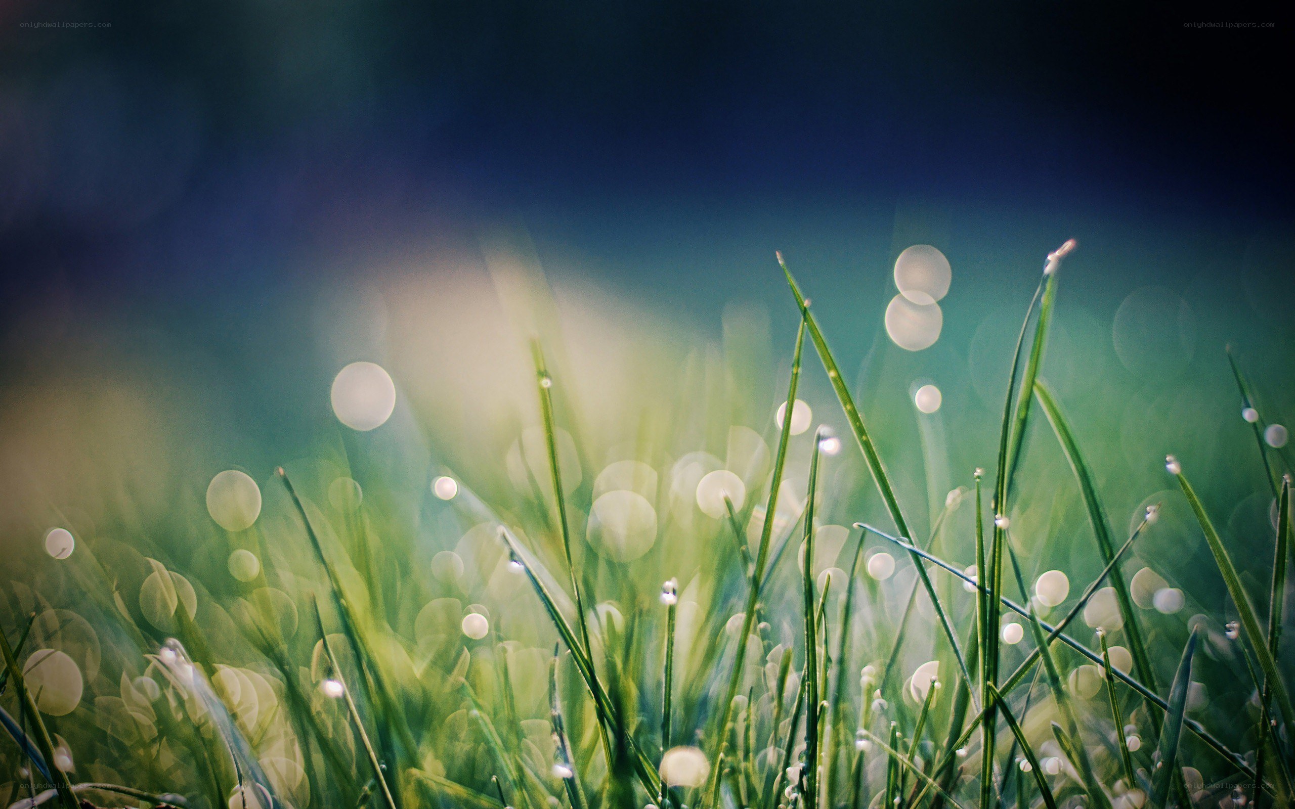 dewy grass at dawn