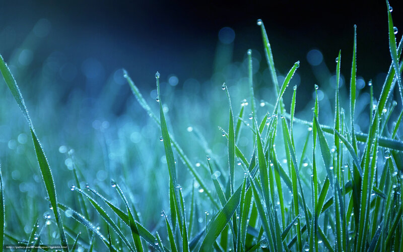 Dewy grass at dawn