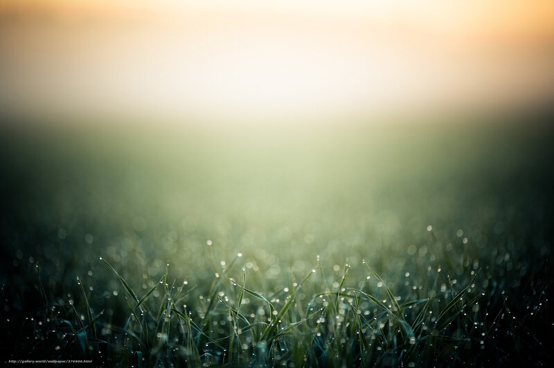 Dewy grass at sunrise