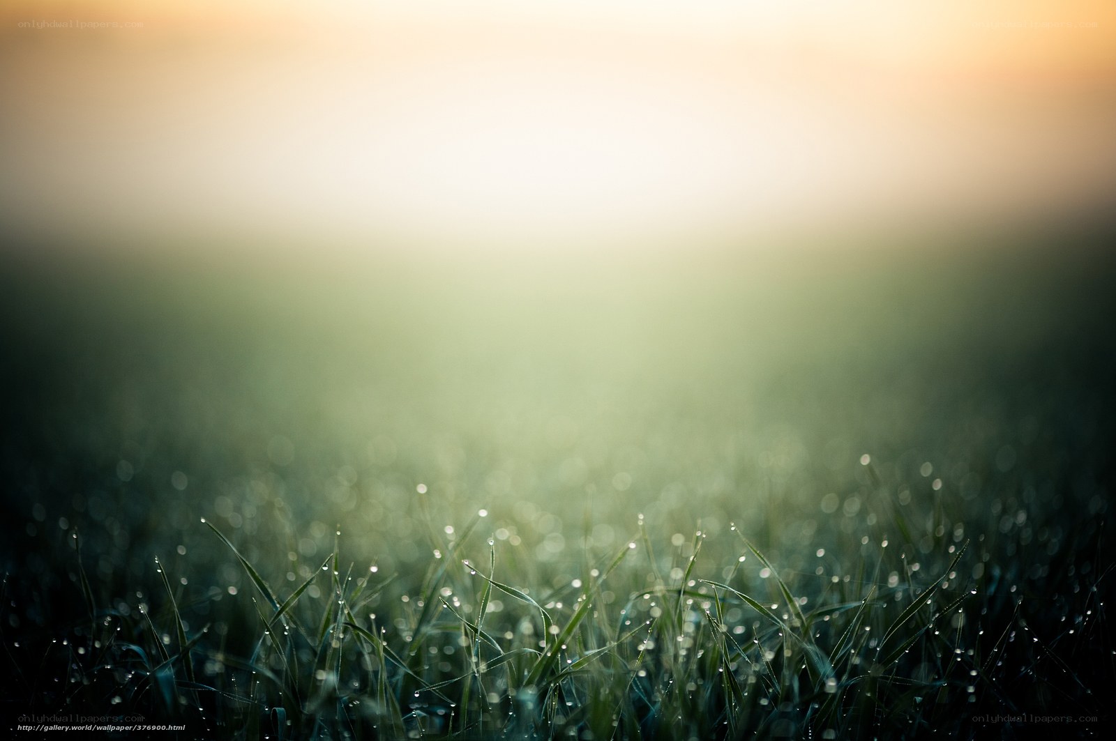 Dewy grass at sunrise