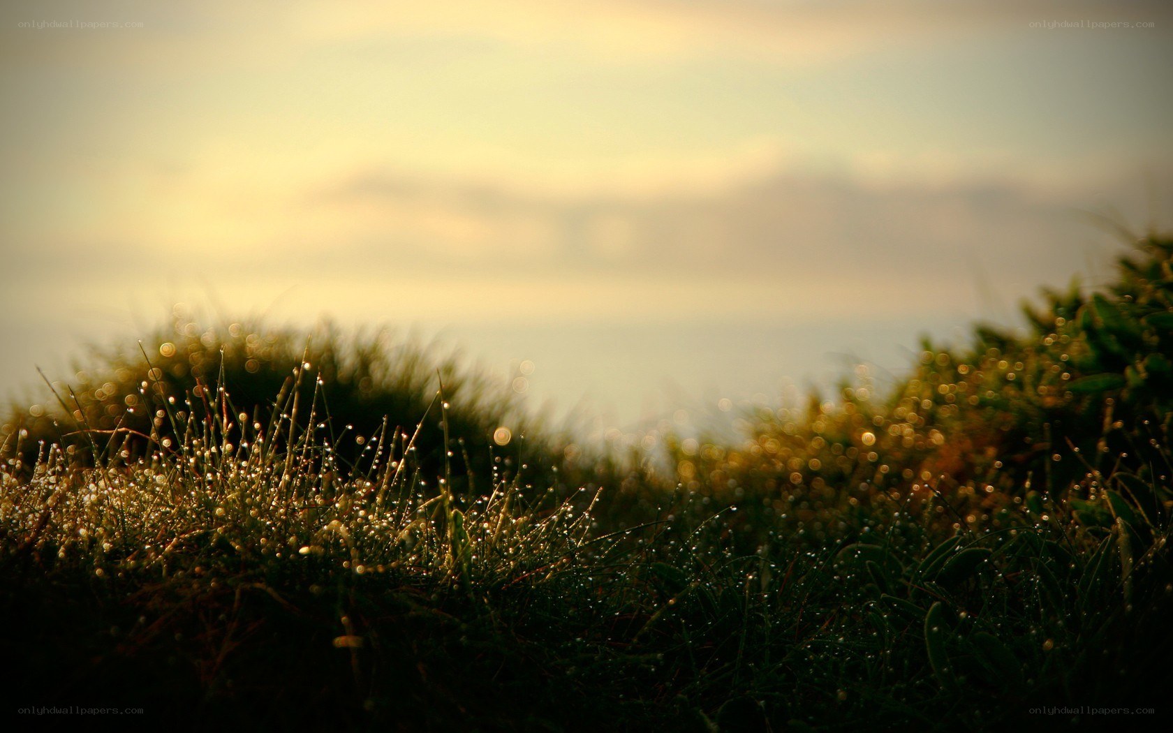 Dewy grass at sunrise