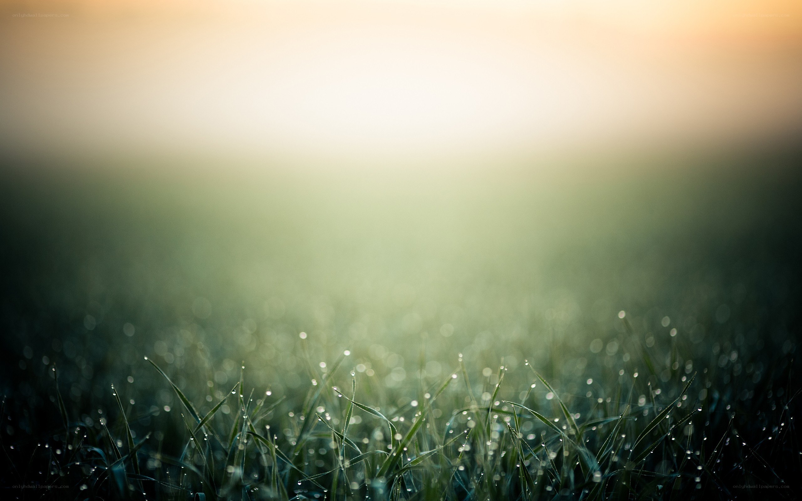 Dewy grass at sunrise